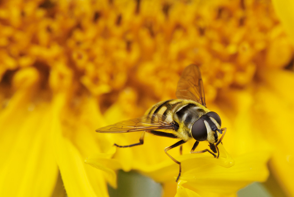 Hover Fly